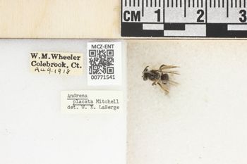 Media type: image;   Entomology 771541 Aspect: Labels